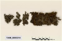 藏品(毛地錢)的圖片